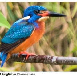Bee Eater (voorbeeld)
