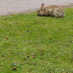 Hasen mitten in der Stadt