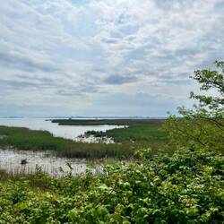 Le marais : on se croirait en Brière ou vers Noirmoutier