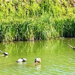 Super ❤️ mes premières tortues d'eau 🐢. Y'en avait plein. J'ai pu photographier ce groupe 😅