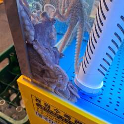Kleine Tintenfische, werden zerhackt und noch zappelnd gegessen