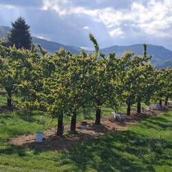 Obstplantagen und Weinfelder wechseln sich ab