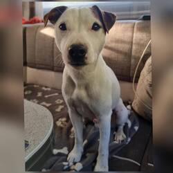 Schmelzblick aufsetzen