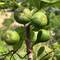 and figs.