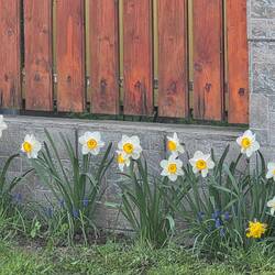 Daffodils seen from our car