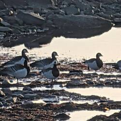 Nonnengänse heißen diese Vögel, die hier in großen Mengen leben