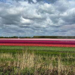 Die ersten Tulpenfelder🤗