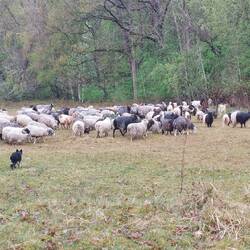 Schaf-Rettung geglückt - Herde wieder vereint