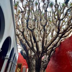 Drachenbaum im Innenhof vom Rathaus