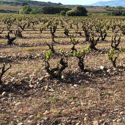 Stones piled round the vines
