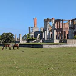 Dungeness Ruins, remains of Carnegie family mansion and wild horses on Cumberland Island, GA