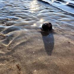 Eine Wasserschnecke