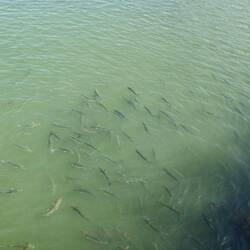 Hier züchtet man Fische