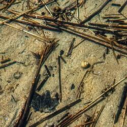 Glasklares Wassr, sogar die kleine Schneckenmuschel sieht man klar.