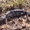 lustiges Tierchen beim Stop