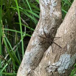 Die erste und einzige größere Spinne, die ich in Australien gesehen habe