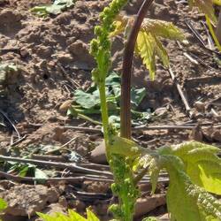 Baby grapes reaching skyward.