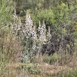 Some kind of flower that looks like a kind of yucca.