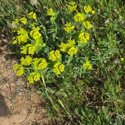 Some kind of yellow/green flower.