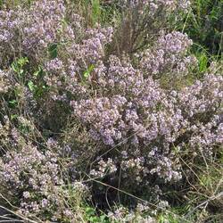 This is thyme flowering.