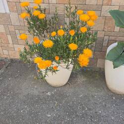 Some kind of pretty yellow flowers.