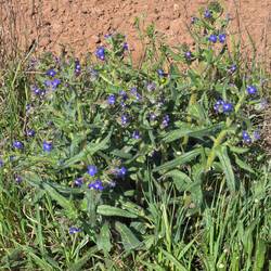 Some kind of blue penstemon I think