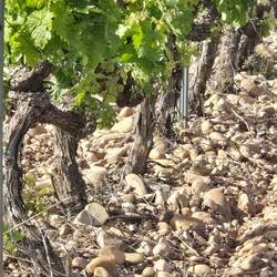 Grapes growing in rocks.
