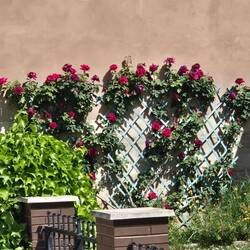 Roses blooming in April.