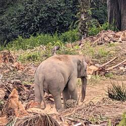 Unser erster Elefant