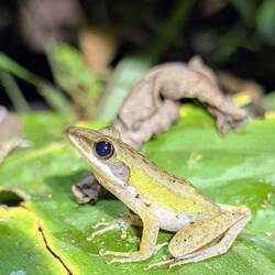 Frosch beim Nightwalk
