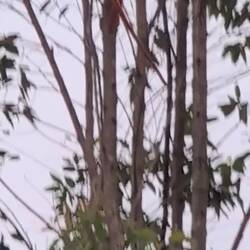 Redleave Monkey