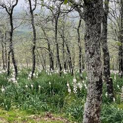 Heimweg durch den Wald