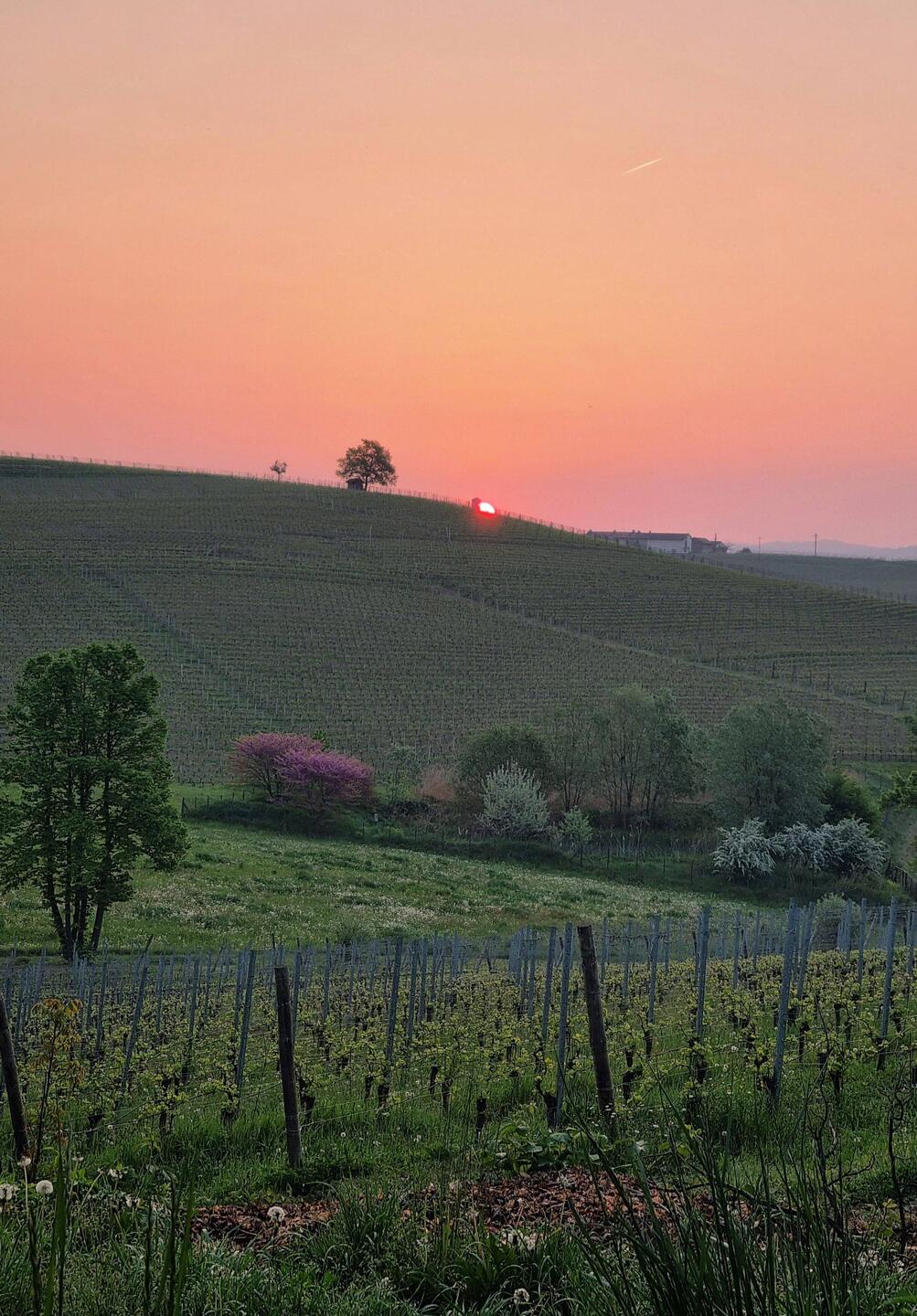 Die Sonne "güggslet" am Horizont ...
