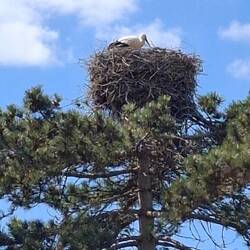 1. Storchennest am Ortsausgang