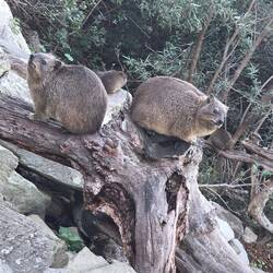 Klippschliefer oder Dassies