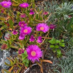 Kaktusblumen