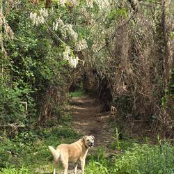 Fast im Urwald des gesperrten Weges
