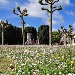 Daisies galore in the local parks, and beside the road to encourage the bees