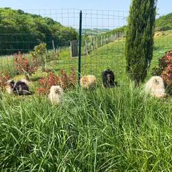 About a dozen tiny watch dogs!