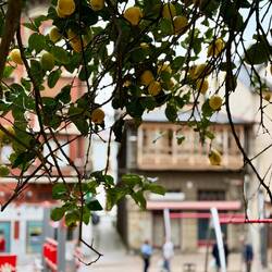 Spielplatz unter einem Zitronenbaum