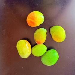 Unsere ersten frisch gepflückten Mangos 😋