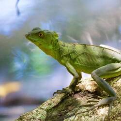 Basilisk