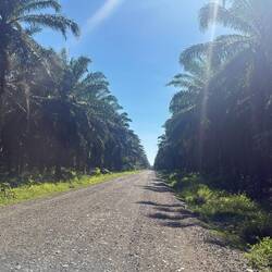 Parrita
