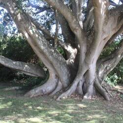 One of the magnificent old trees