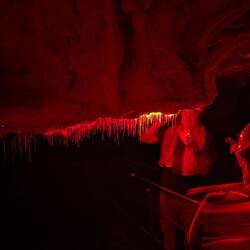 The worms glow to attract insects to get caught in their slimy traps