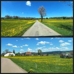 Und durch blühende Wiesen