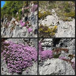 Vorbei an blühenden Felsen
