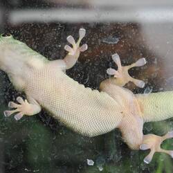 Gecko an dreckiger Glasscheibe / Gecko on dirty glass