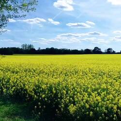 A spectacle of canola (rapeseed) crops, just humming with bees