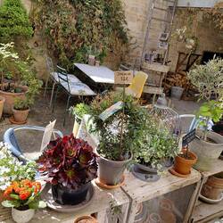 Delightful surroundings full of plants, not particularly cheap
